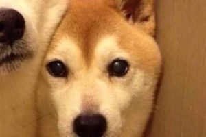探索英语口语交流平台闲聊的魅力缩略图